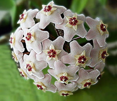 Bunga Tercantik di Dunia-Hoya Carnosa-Putih Bunga Tercantik di Dunia-Hoya Carnosa-Putih