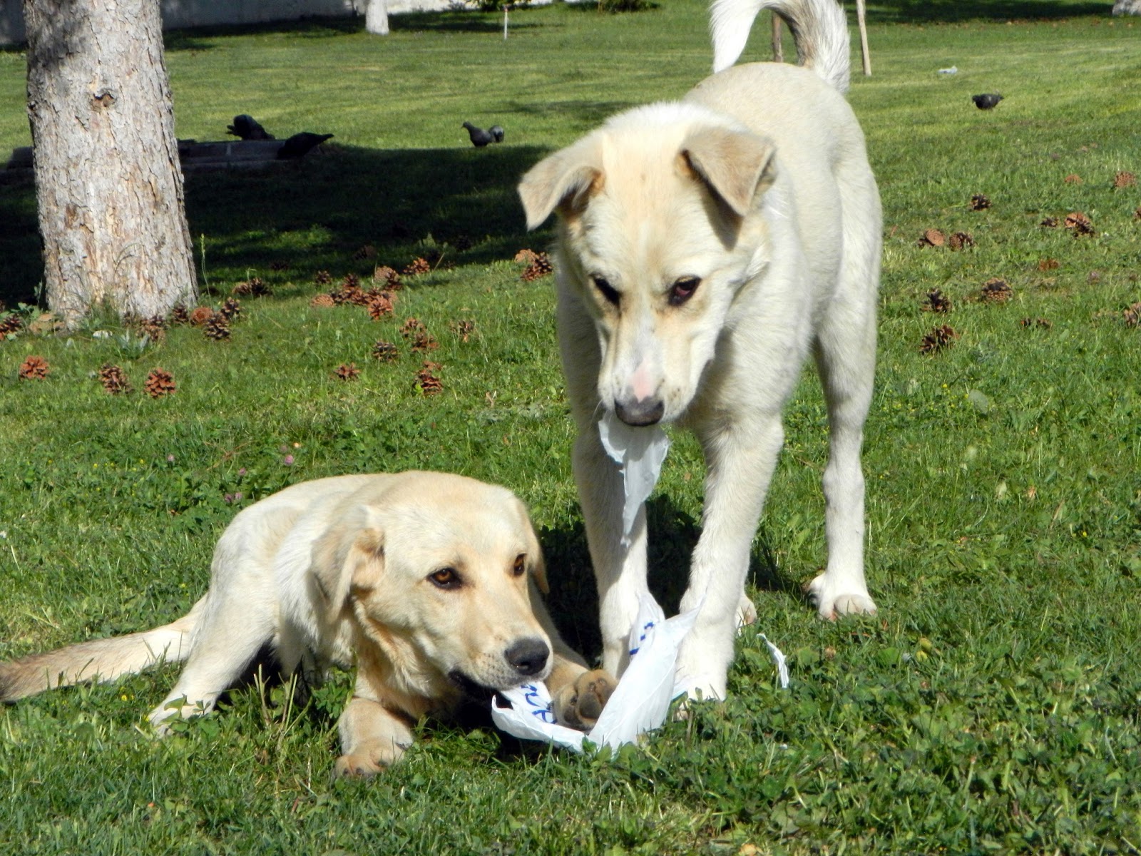 Mutlu Köpek Isırmaz Köpekleri Beslerken…