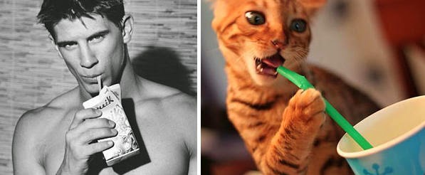 Ekspresi Kucing Lucu Meniru Manusia Oyin Ayashi Sekedar Postingan Iseng