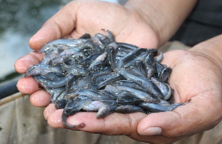 Cara Ternakan Ikan Keli Untung Besar