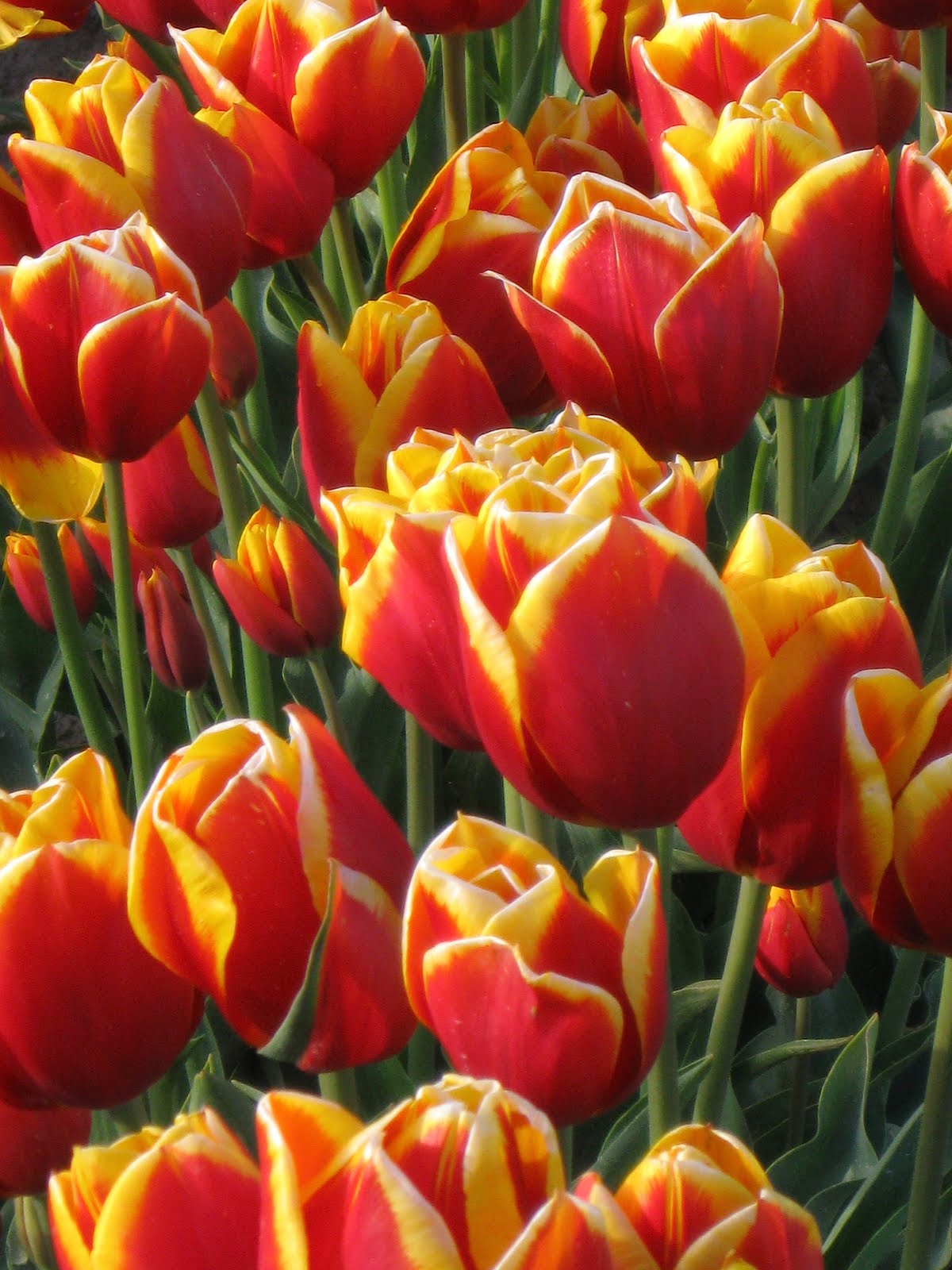 NAMAPAHH Multi Media Tiny TimReminder FREE Locals Tulip Town tour! La Conner,WA 42011 5507pm!