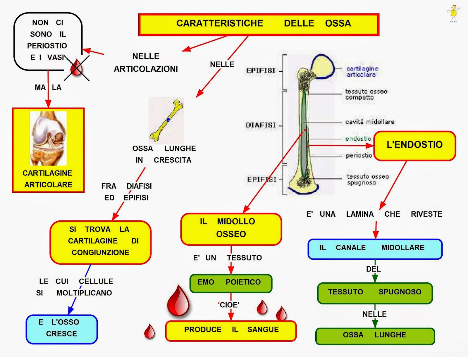 Di Cosa Sono Fatte Le Ossa Mappa concettuale: Le caratteristiche delle ossa • Scuolissima.com