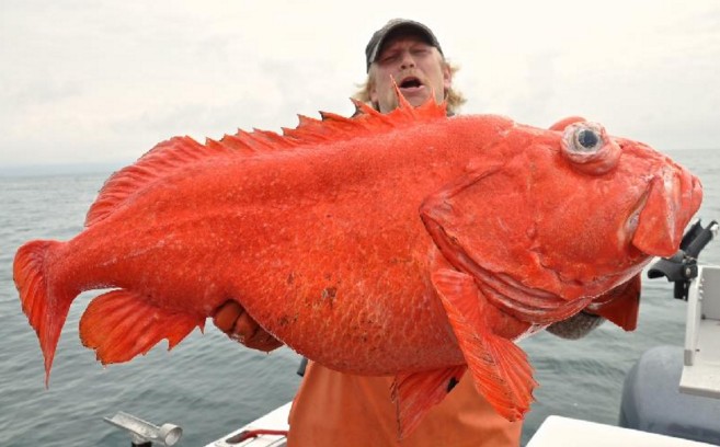 Big Fishes Of The World SHORTRAKER ROCKFISH Sebastes Borealis 