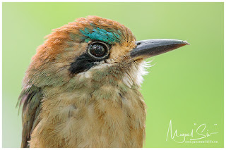 Tody Motmot (Hylomanes momotula)