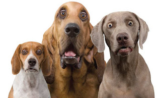 Can Dogs Get Tapeworms Without Having Fleas Can Dogs Get Tapeworms Without Having Fleas
