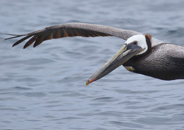 Brown Pelican Brown Pelican