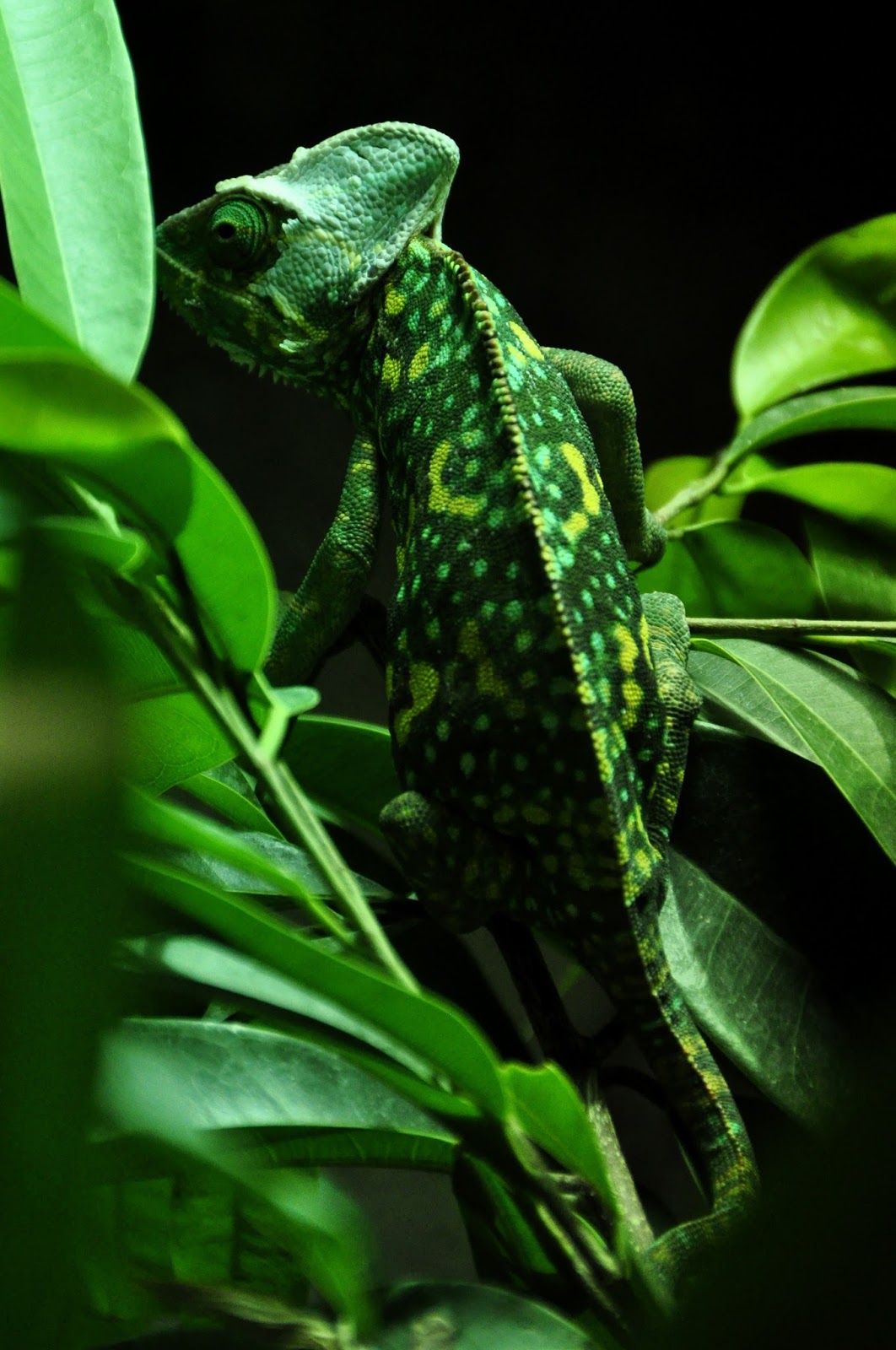Picture of a green chameleon. Picture of a green chameleon.