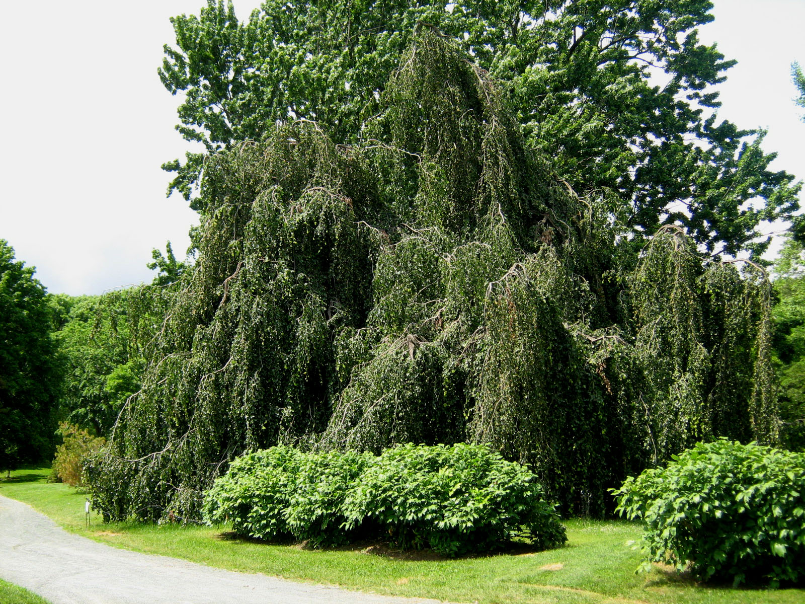 Albany (NY) Daily Photo Weeping Ash