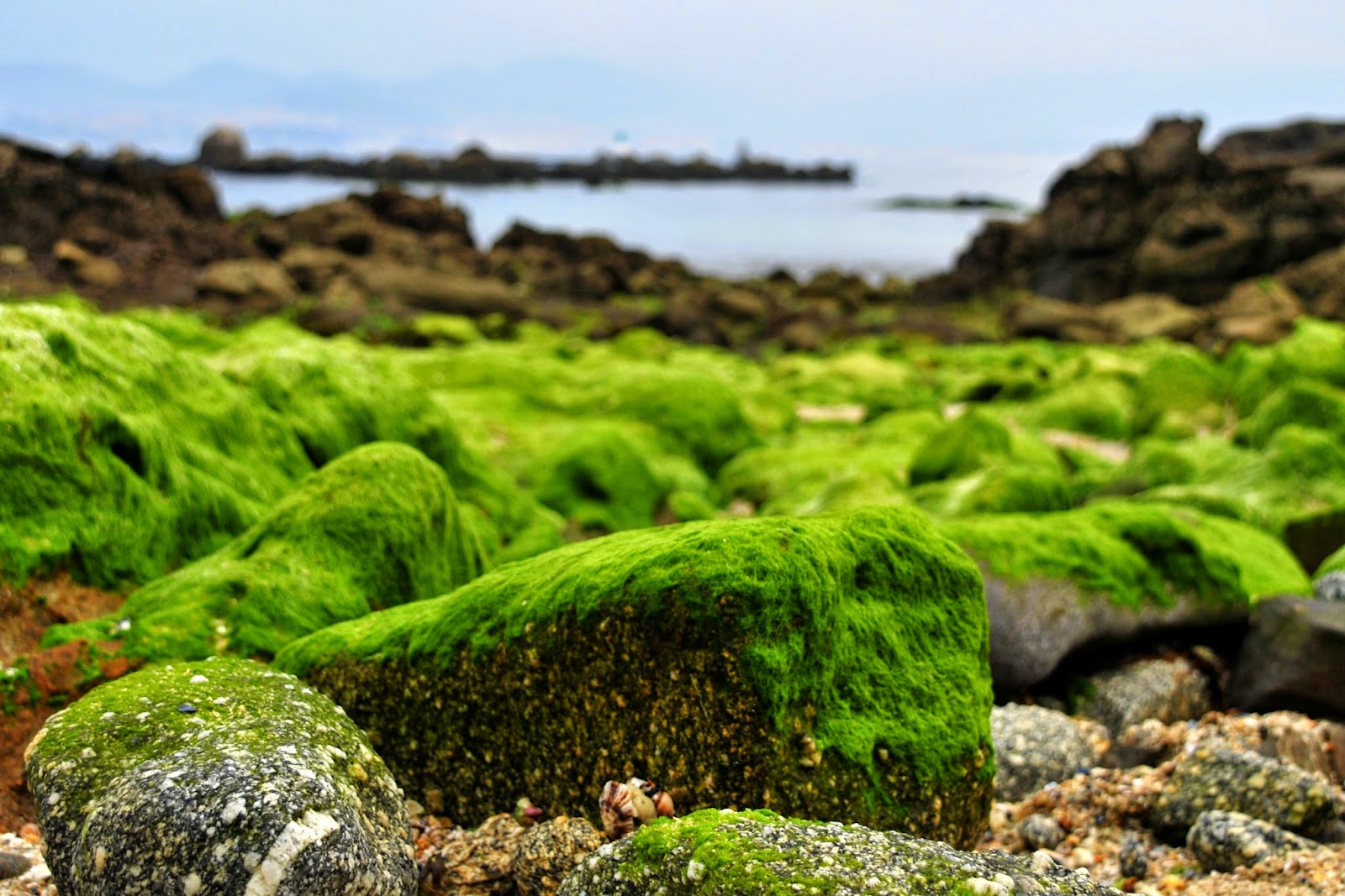 rocas cubiertas de algas en la playa de la fuente, vigo.