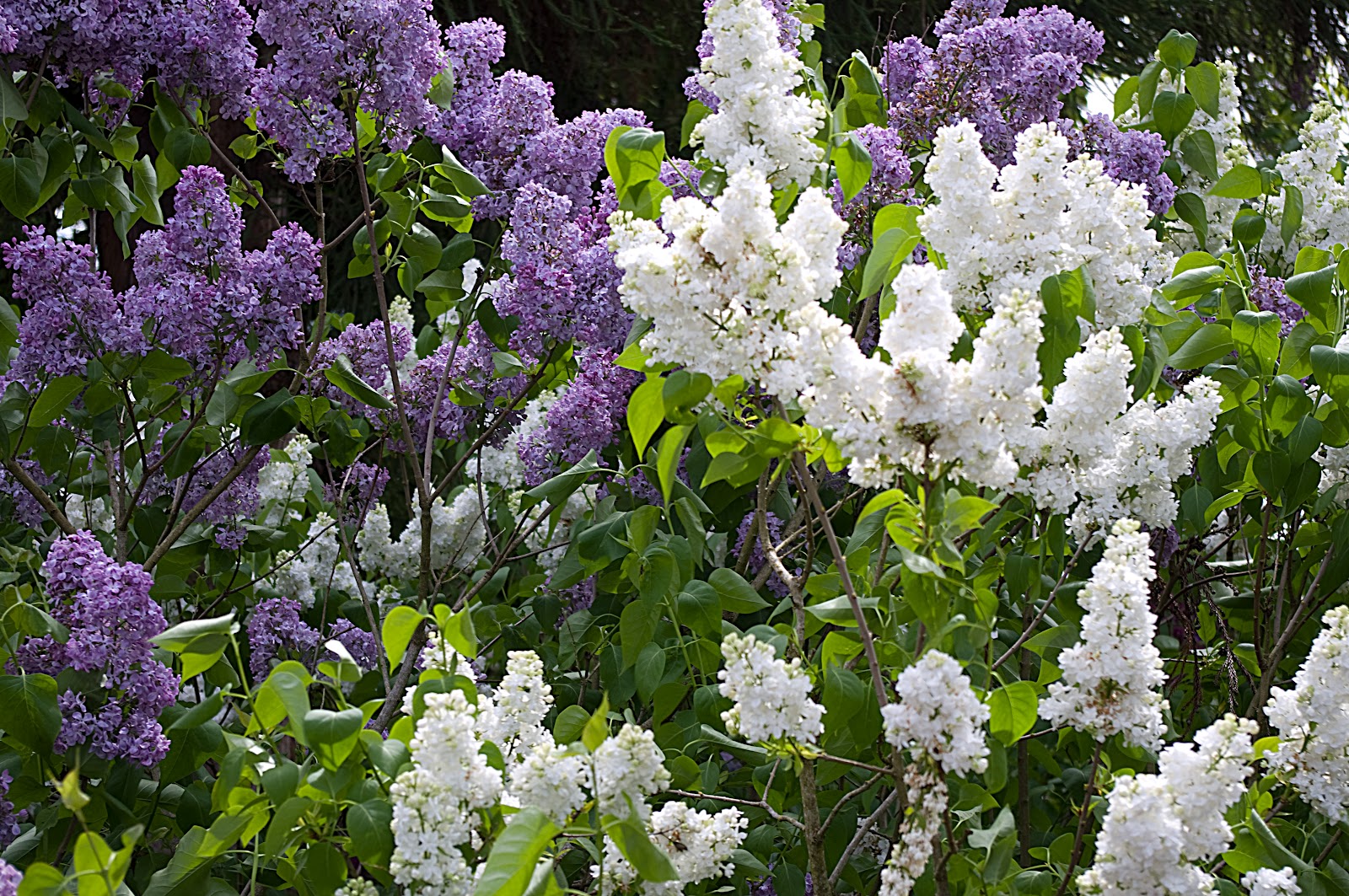 Thom Zehrfeld Photography : Hulda Klager Lilac Gardens