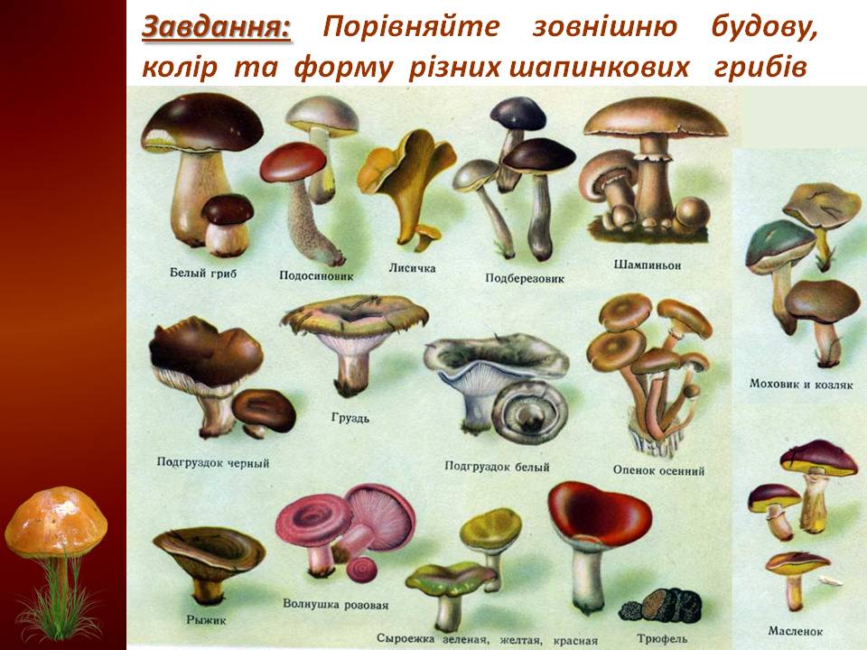 Таблица грибов. Съедобные грибы и несъедобные грибы таблица. Съедобные грибы и несъедобные грибы названия таблица. Съедобные грибы Крыма таблица. Съедобные условно съедобные и ядовитые грибы таблица.