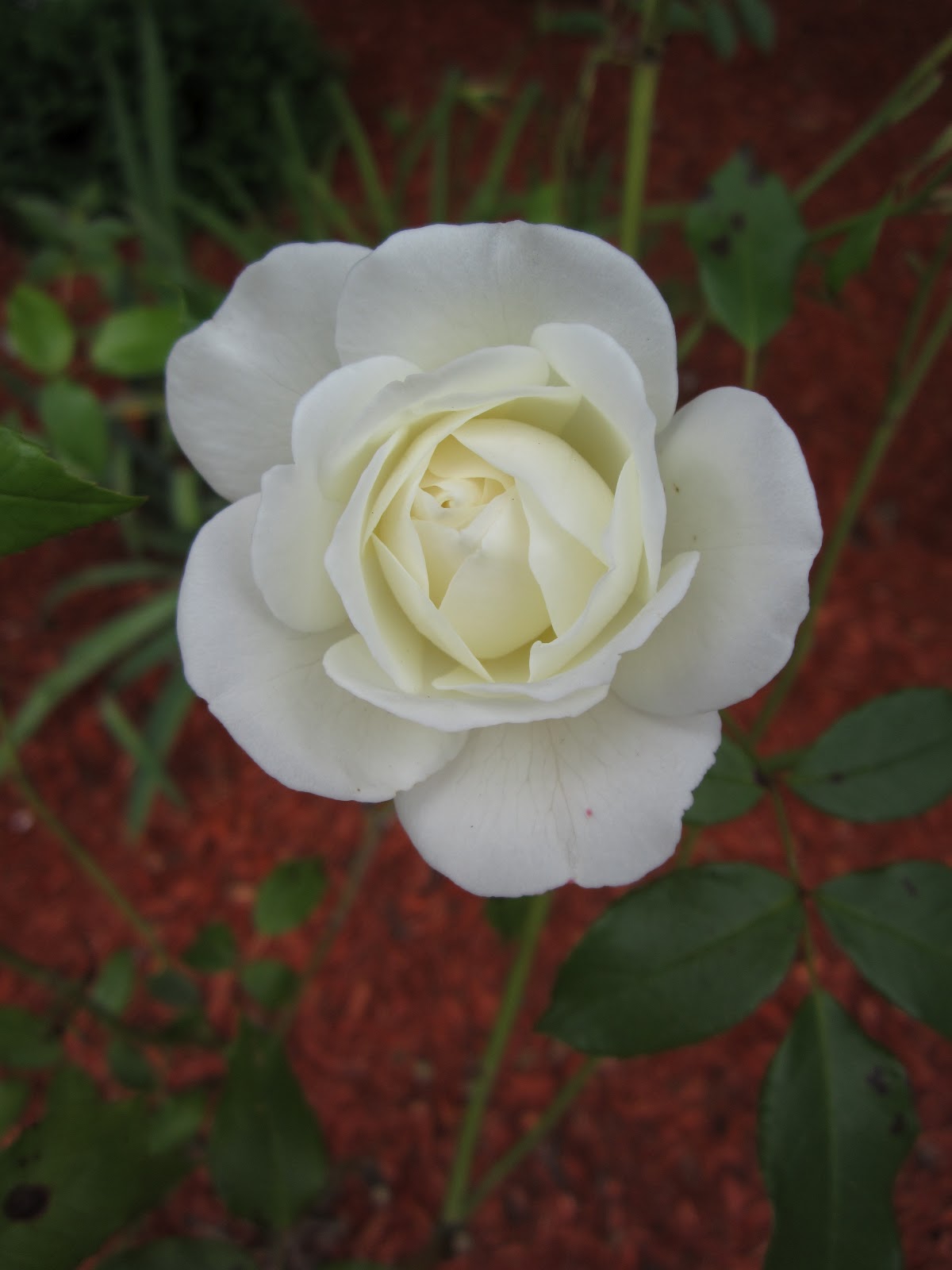 Miss Val's Creations This Week's Blog Post