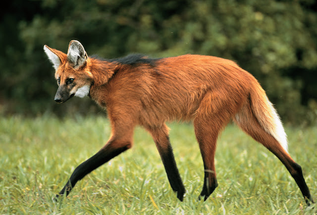 Lobo Guará