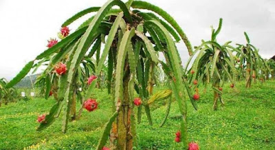 Manfaat Buah Naga Manfaat Buah Naga