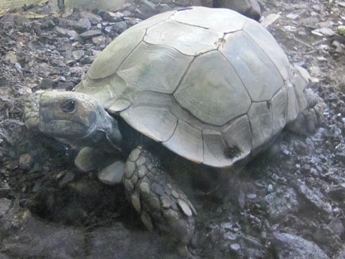Asian Brown Tortoise Asian Brown Tortoise