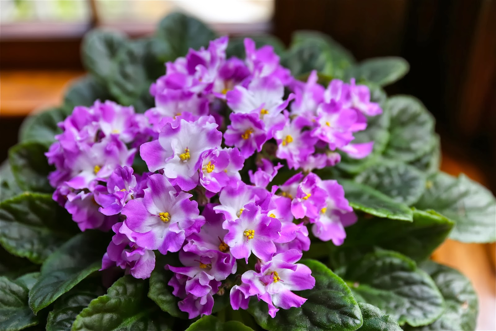 Sweet Southern Days African Violets