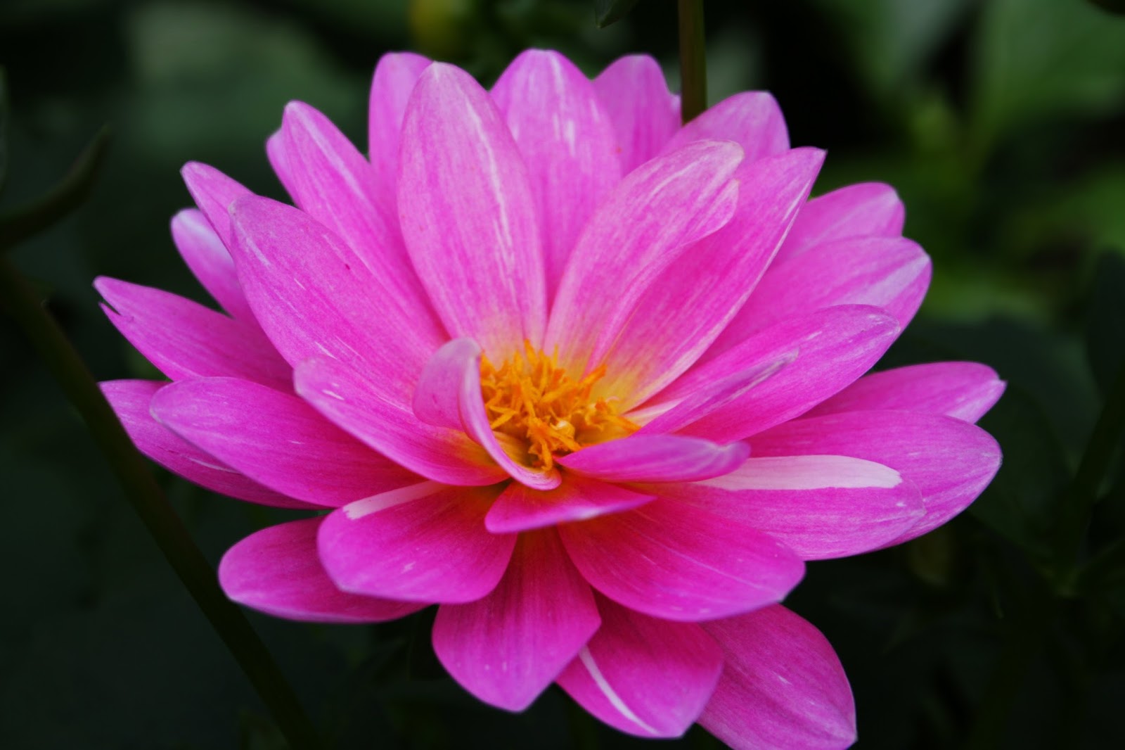 Flower Photos Flower Photos