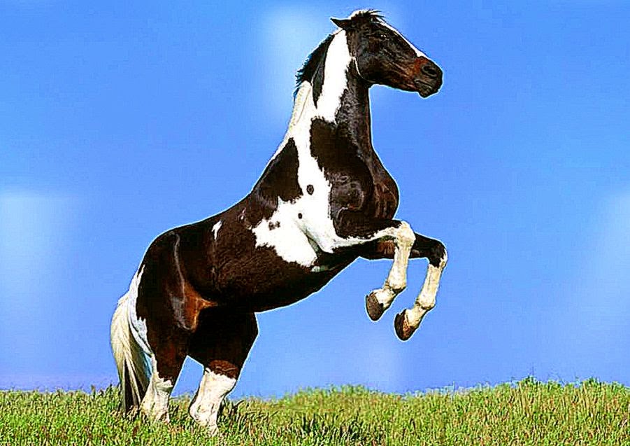 Strong Horse Wallpaper HQ   Nature Wallpaper