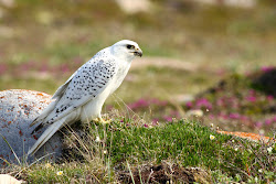 birds fastest gyrfalcon arctic falcon fast flight largest fascinating facts hemisphere northern