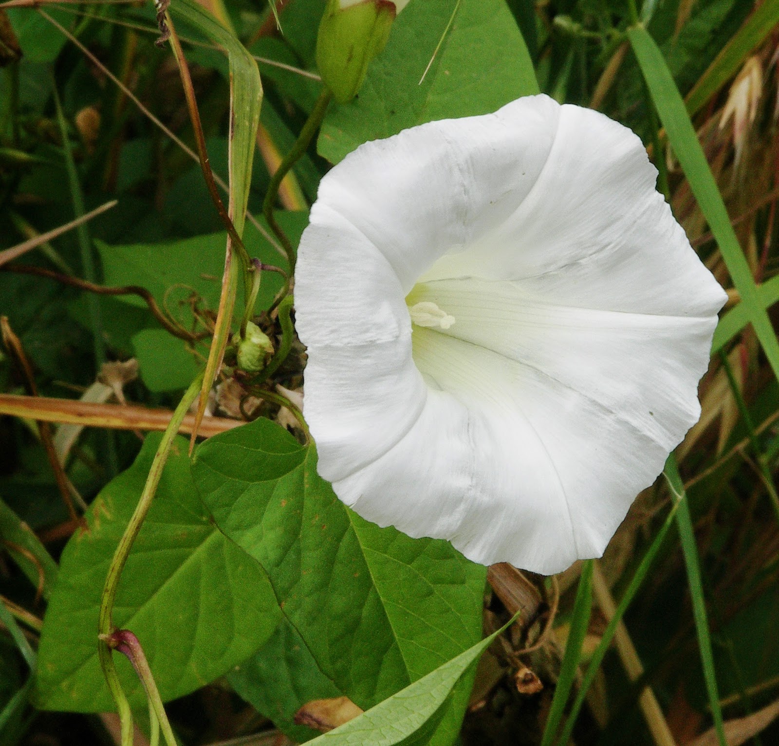 Flower Homes: Convolvulus Flowers