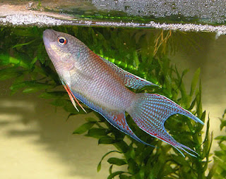 Red Back Paradise Fish