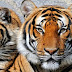 Wonders of The World: Tigers, 10 Great Facts About Them