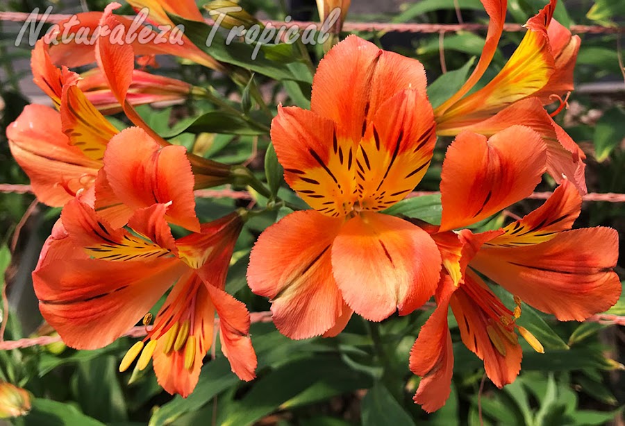 Lirio del Perú con flores anaranjadas y amarillas manchadas, género Alstroemeria