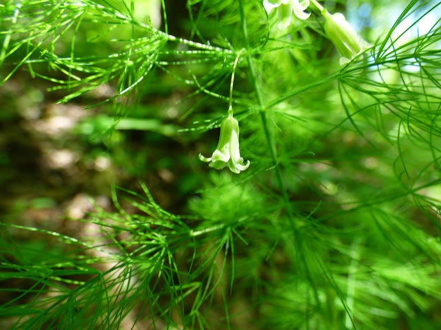 Plante din Muntii Macinului: Umbra iepurelui (Asparagus tenuifolius)