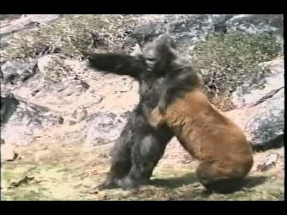 Кто сильнее медведь или горилла. Горилла и медведь. Йети и горилла. Снежный человек против медведя.