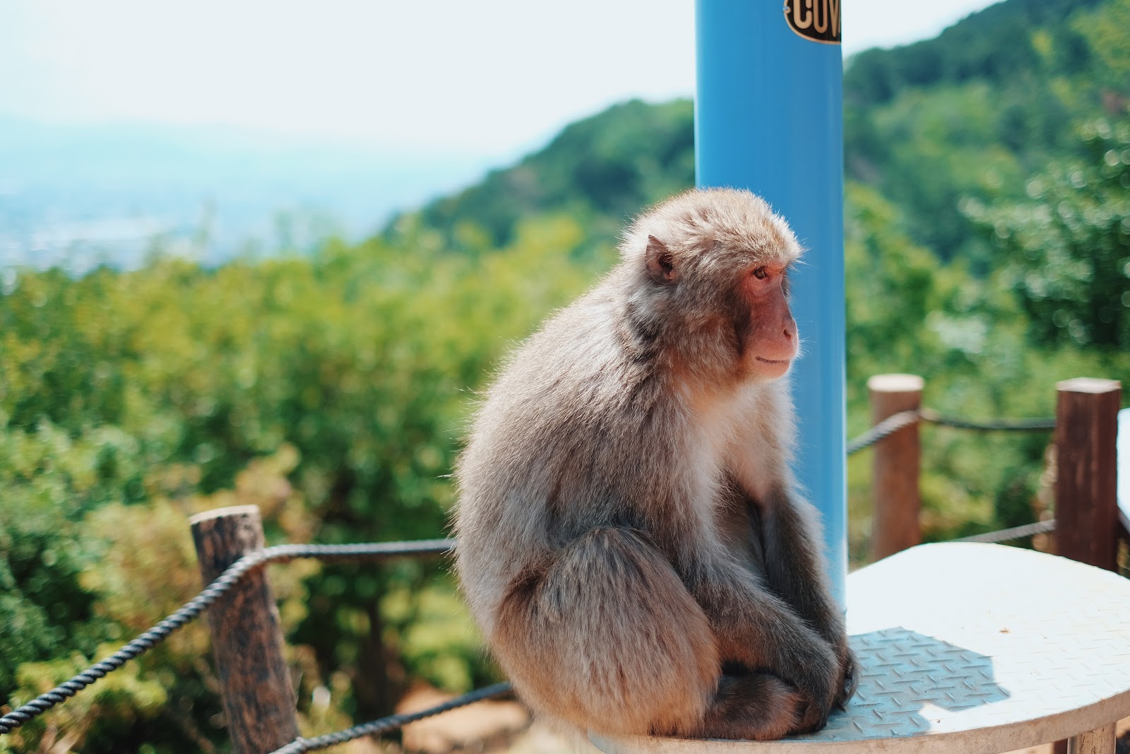 macaque kyoto arashiyama japan iwatayama macaque kyoto