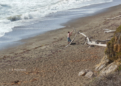 Building with Driftwood on Moonstone Beach in Cambria, © B. Radisavljevic