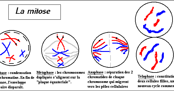 TÉLÉCHARGER ANIMATION FLASH MITOSE