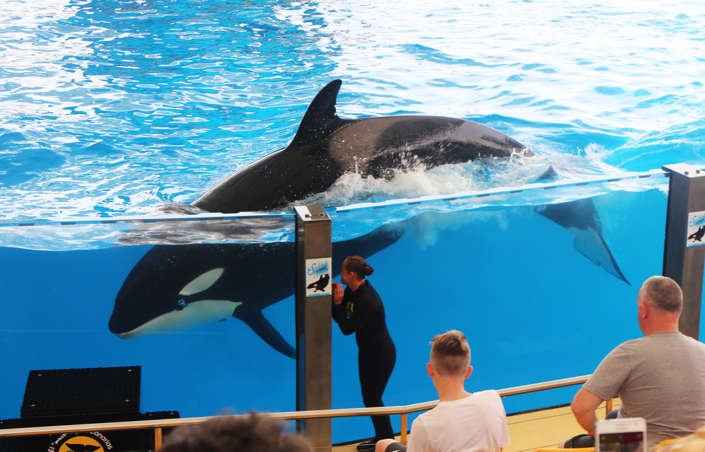 Lifestyle | Loro Parque, Tenerife Lifestyle | Loro Parque, Tenerife