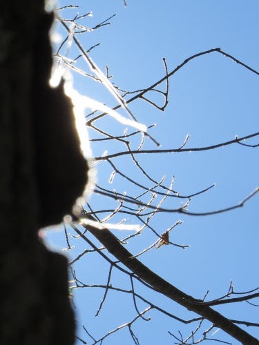 sunlight making twigs shine