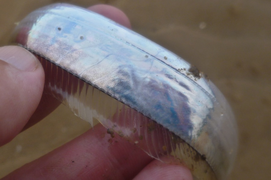 Lepturacanthus savala dorsal fin Lepturacanthus savala