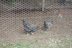 foraging northwest scruffy stripes away