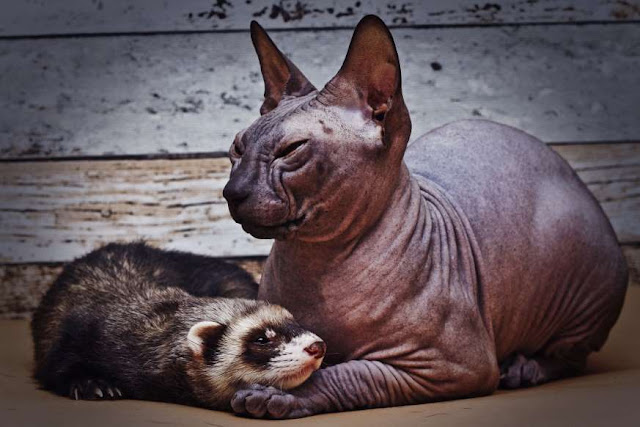 O adorável convívio na vida animal Elfandarilha