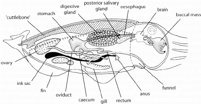 Every Day Is Special: October 10 – Squittle Day hr diagram coloring 