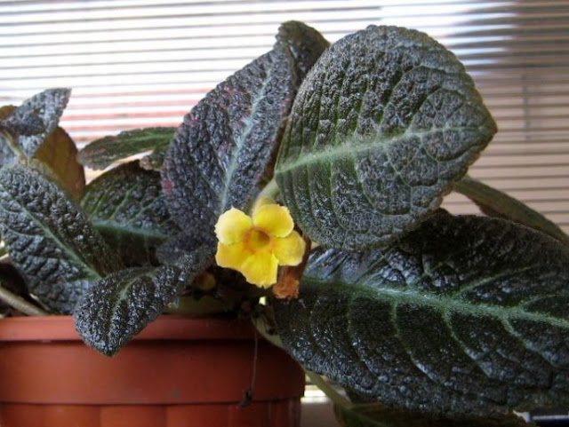 Episcia Cupreata Gesneriaceae plant photo Episcia Cupreata Gesneriaceae plant photo