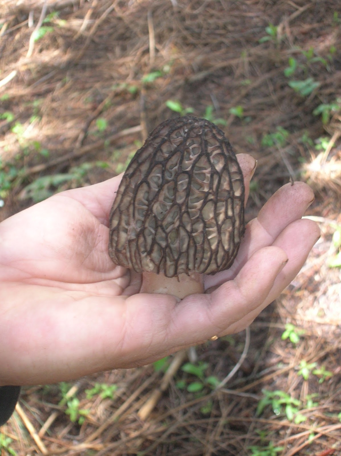 Stueby's Outdoor Journal May is Prime Time for Morel hunting!