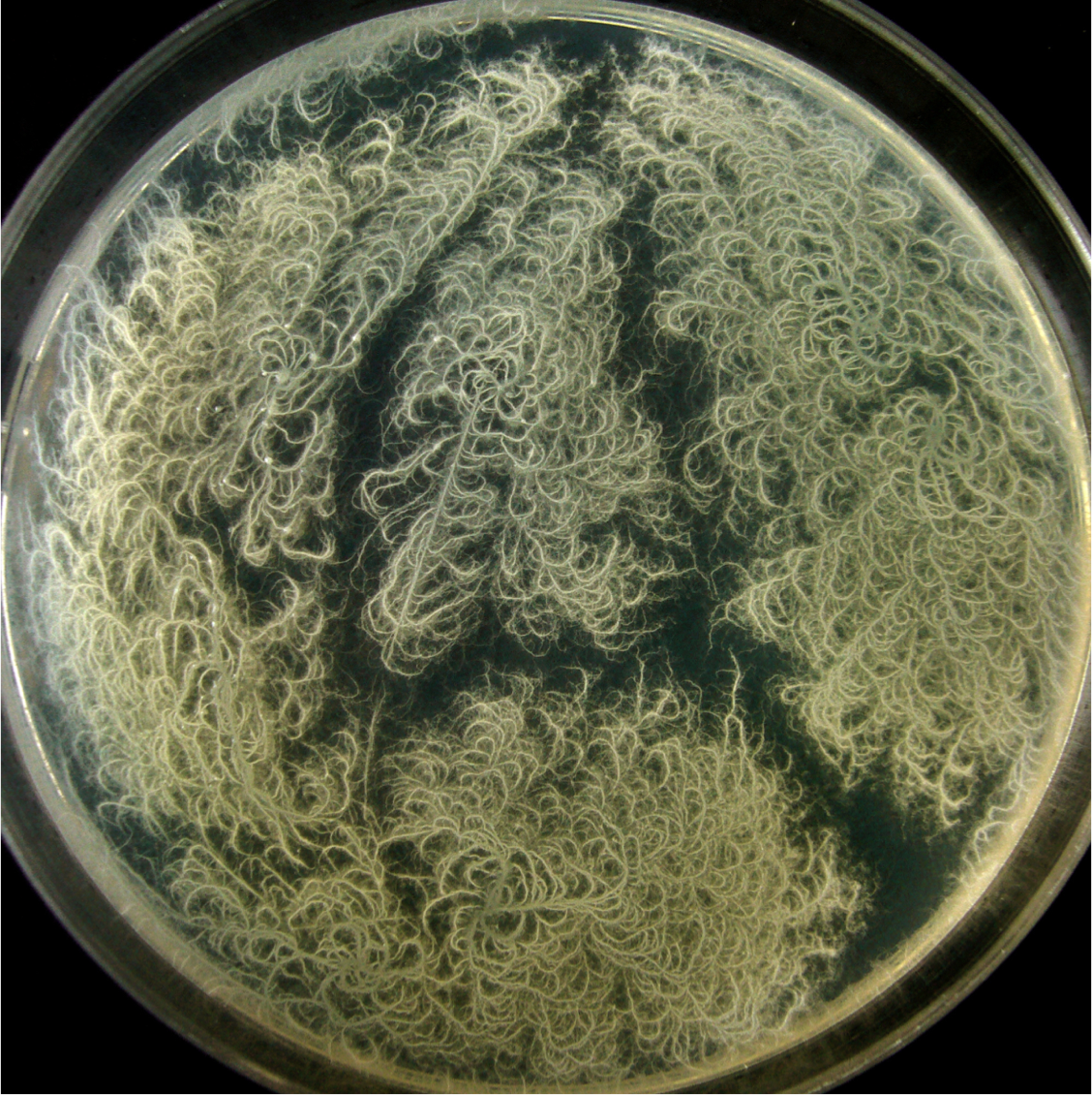 Микробио. Бациллус микоидес. Bacillus polymyxa. Грибовидная палочка (Bacillus mycoides). Бацилла полимикса.