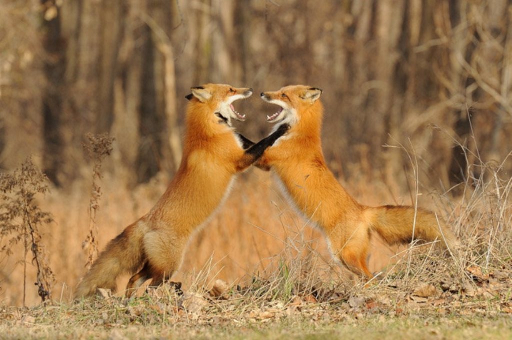 Брачные танцы животных. Брачный танец лисы. Влюбленные лисы. Брачные игры лисиц. Лиса играется.