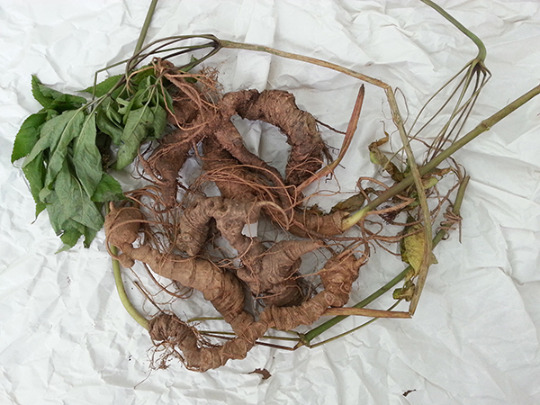 [Image: sam-ngoc-linh-tu-nhien-1.jpg]