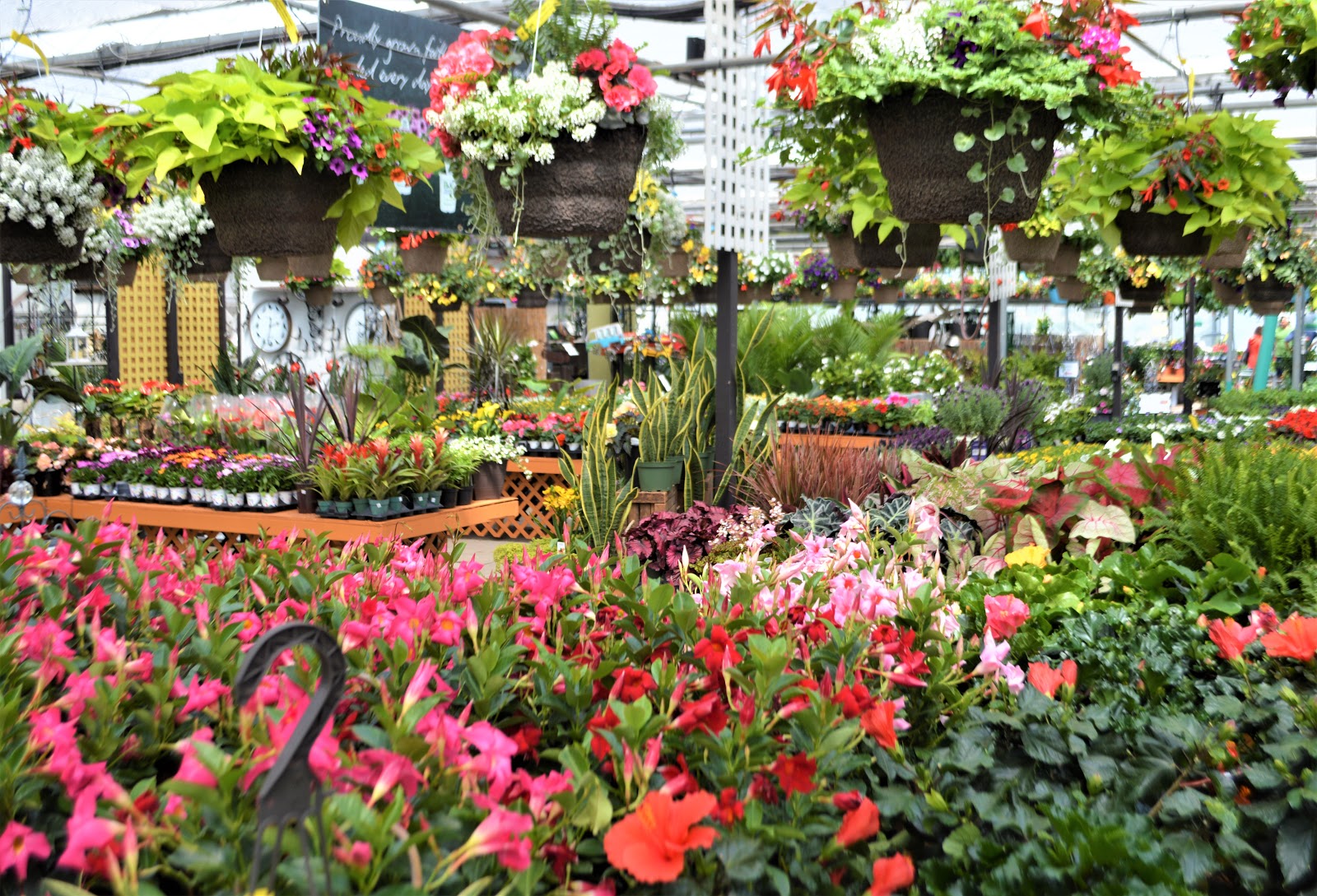 Camera On King Black Forest Garden Centre Keele Street