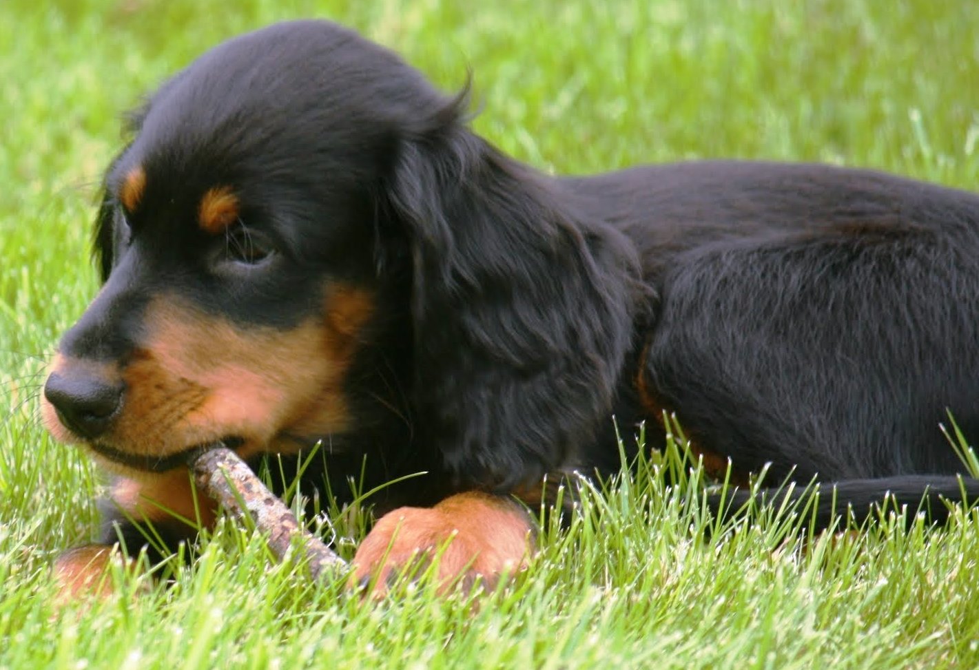 Training Gordon Setter Puppies