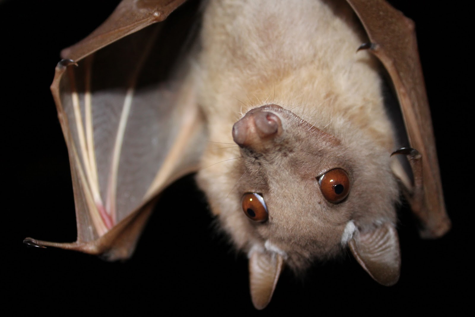 VultureVagabond Vernon Crookes Nature Reserve