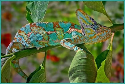 fabulous chameleon