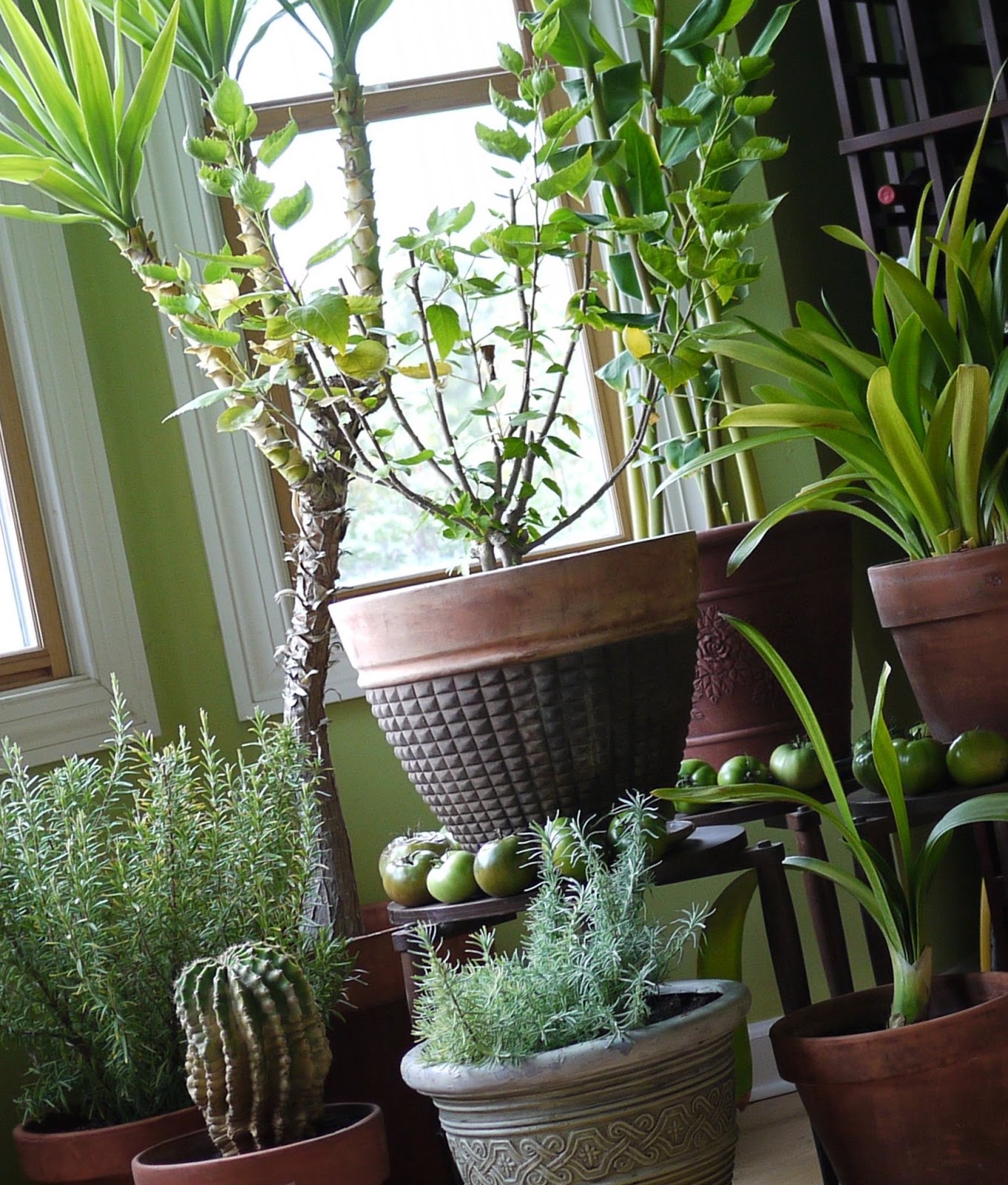 COHorts Finding Your Houseplants a Winter Home