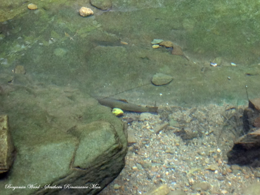 Southern Renaissance Man Fly Fishing North Fork Moormans River Charlottesville Virginia
