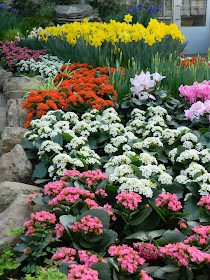 Centennial Park Conservatory Spring Flower Show 2014 white kalanchoes daffodils by garden muses-not another Toronto gardening blog